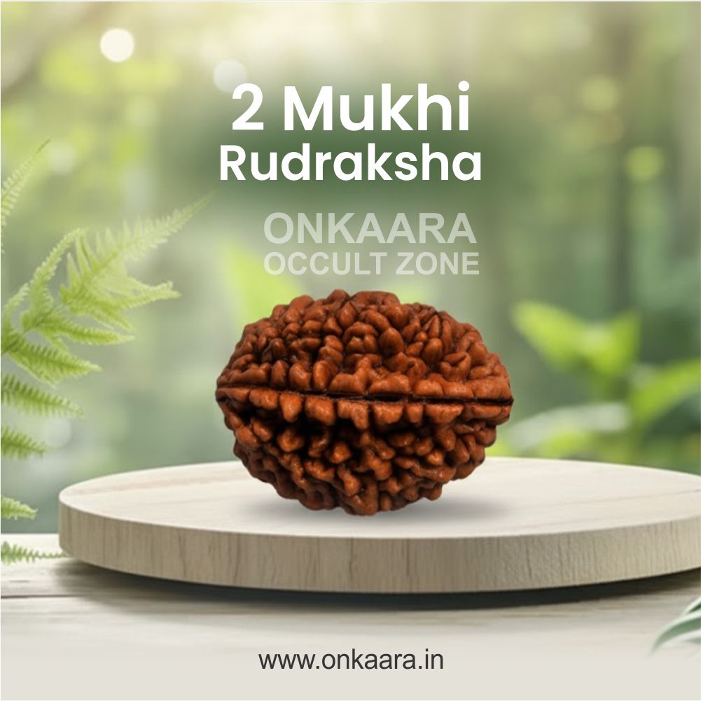 2 Mukhi Rudraksha