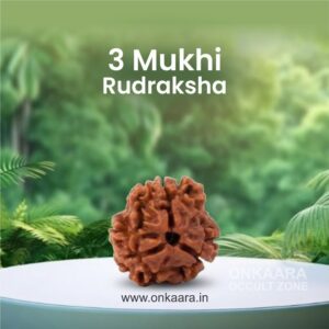 3 Mukhi Rudraksha