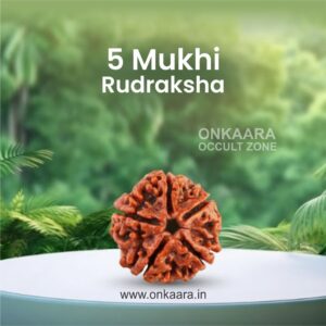 5 Mukhi Rudraksha