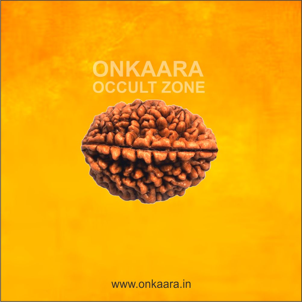 2 Mukhi Rudraksha - Image 3