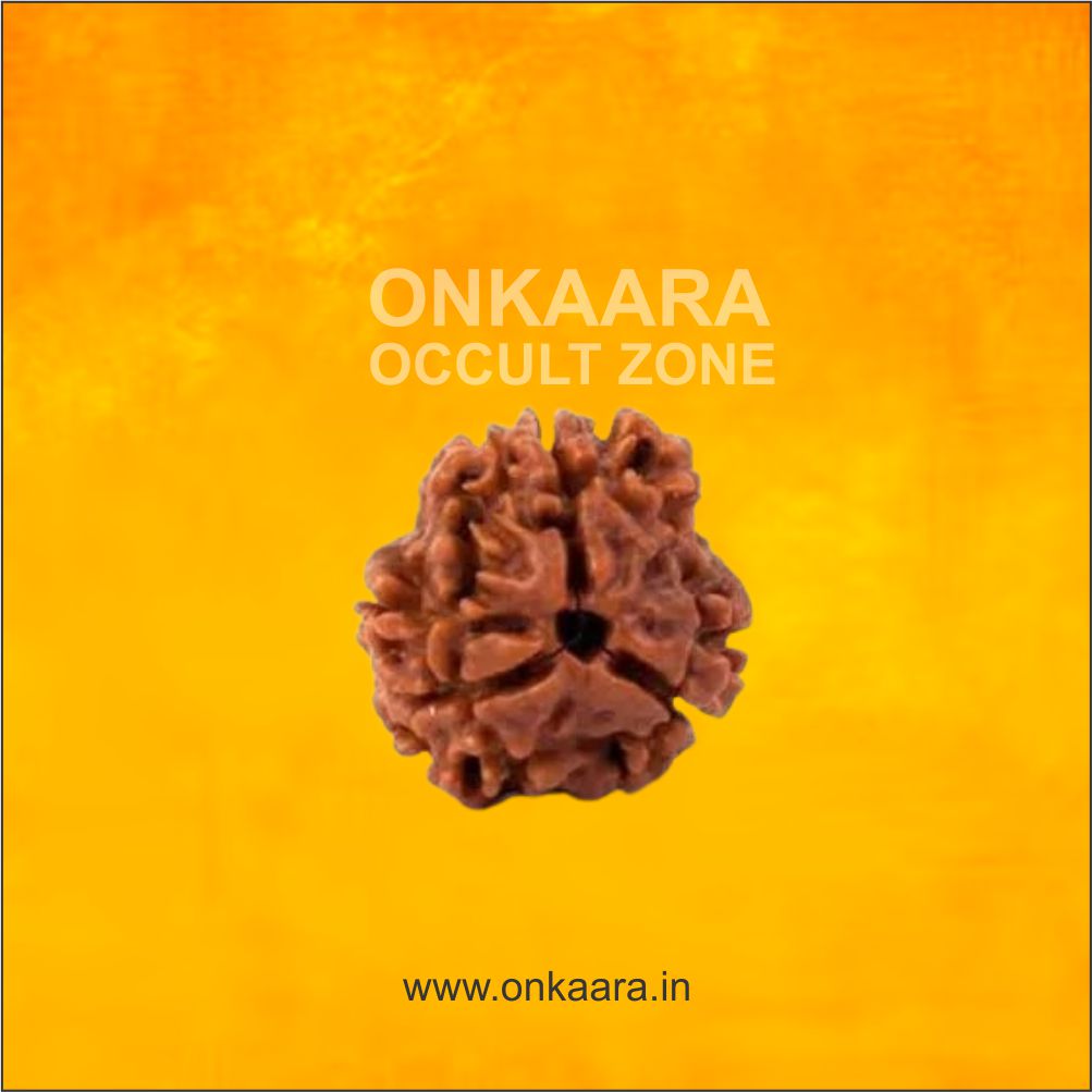3 Mukhi Rudraksha - Image 3