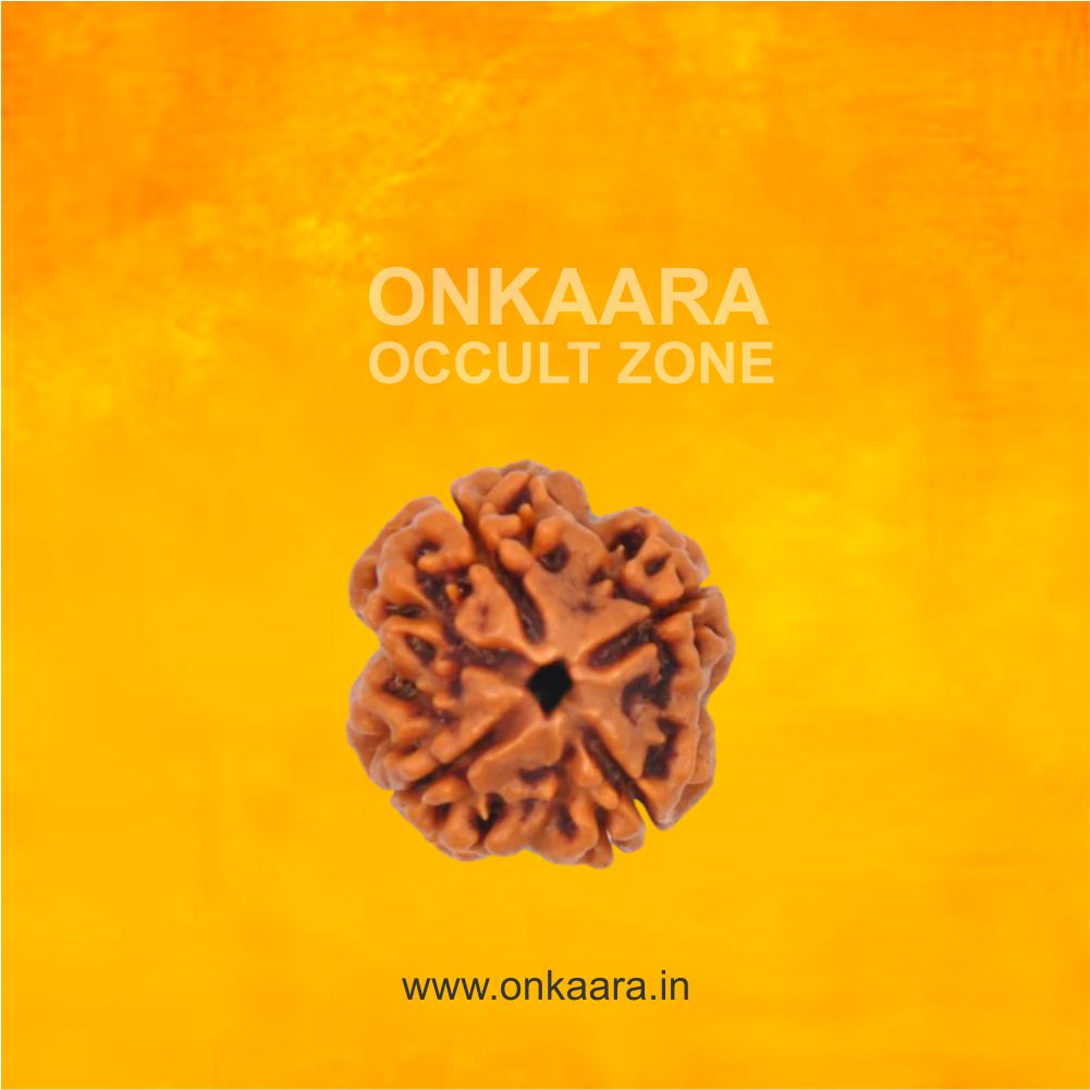 4 Mukhi Rudraksha - Image 3