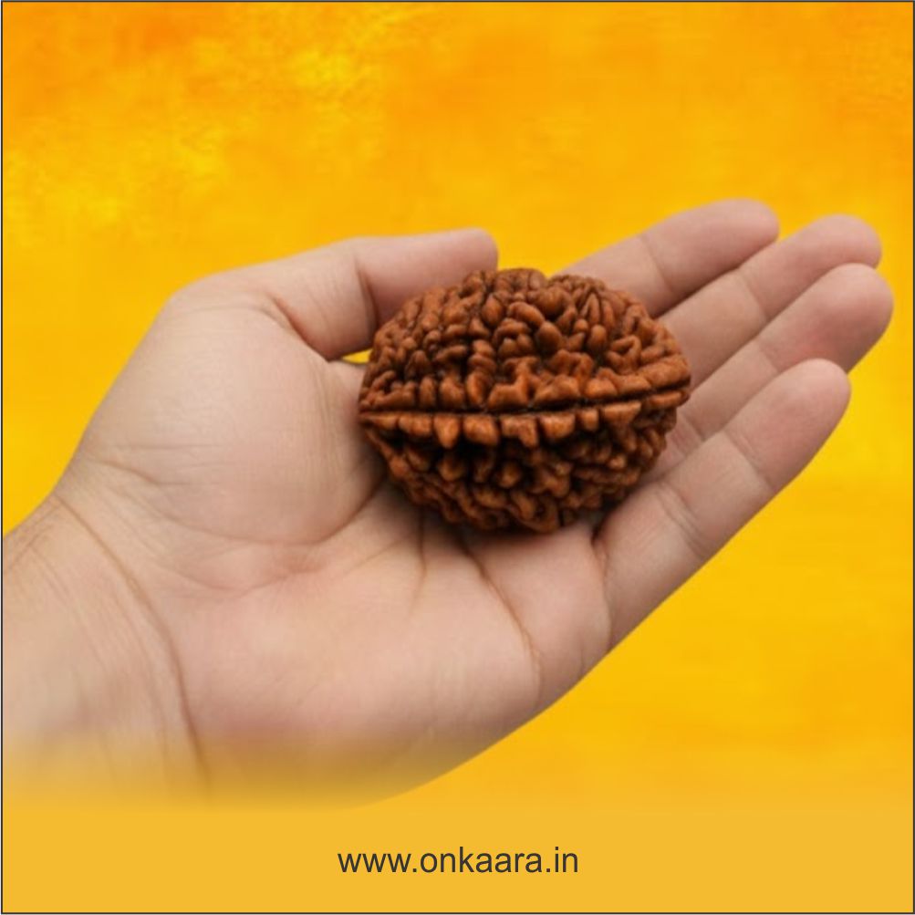 2 Mukhi Rudraksha - Image 2