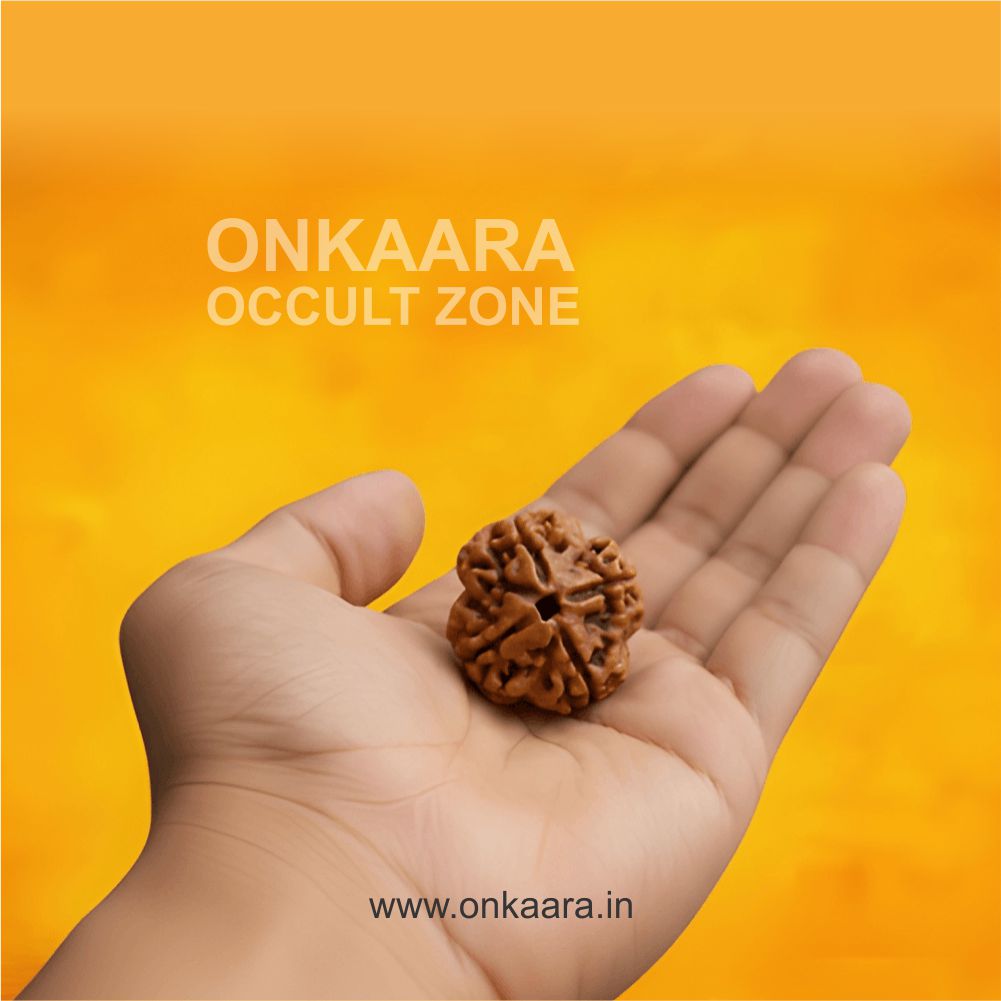 4 Mukhi Rudraksha - Image 2