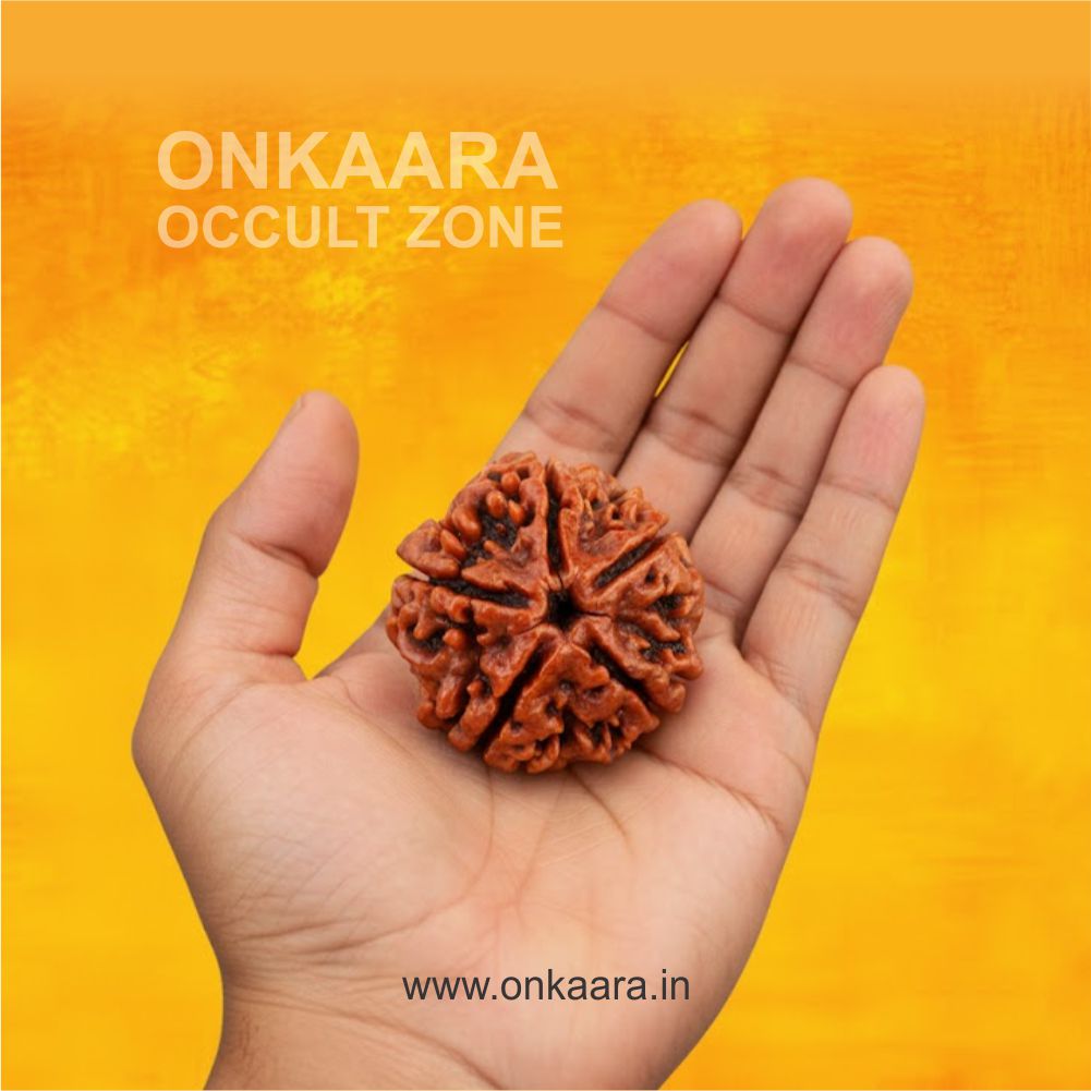 5 Mukhi Rudraksha - Image 2