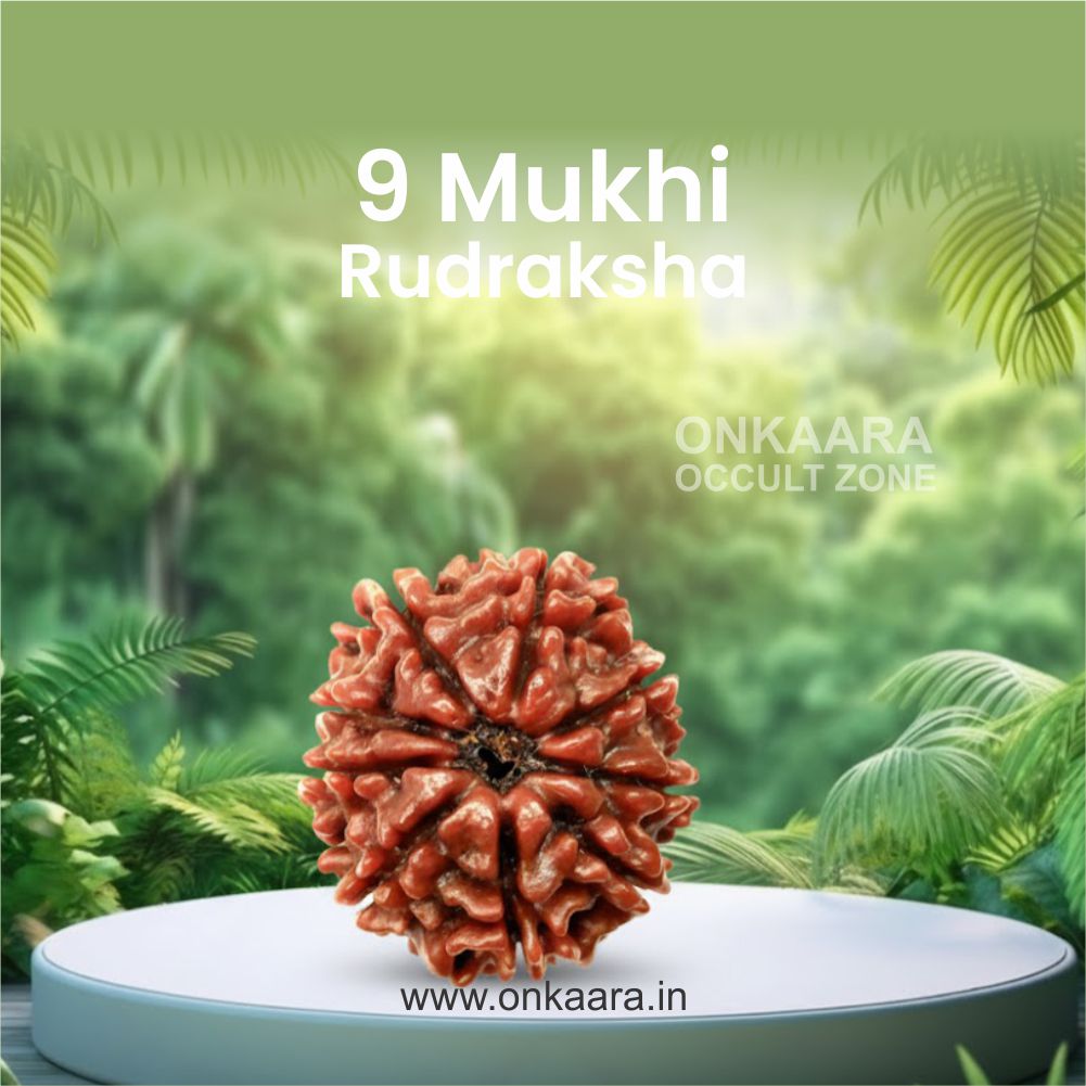 9 Mukhi Rudraksha