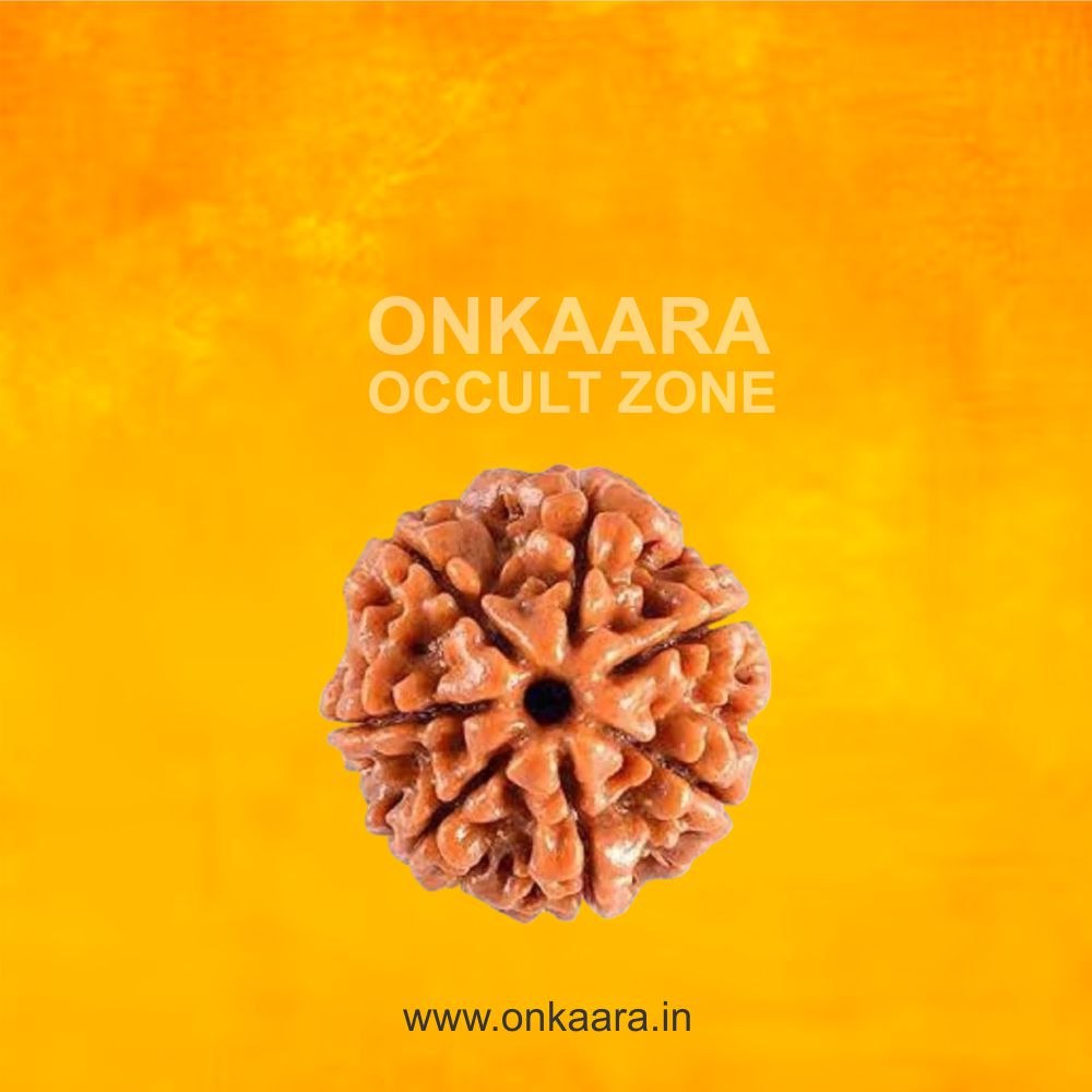 10 Mukhi Rudraksha - Image 2
