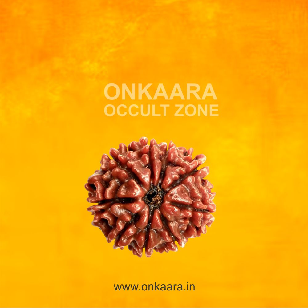 9 Mukhi Rudraksha - Image 3