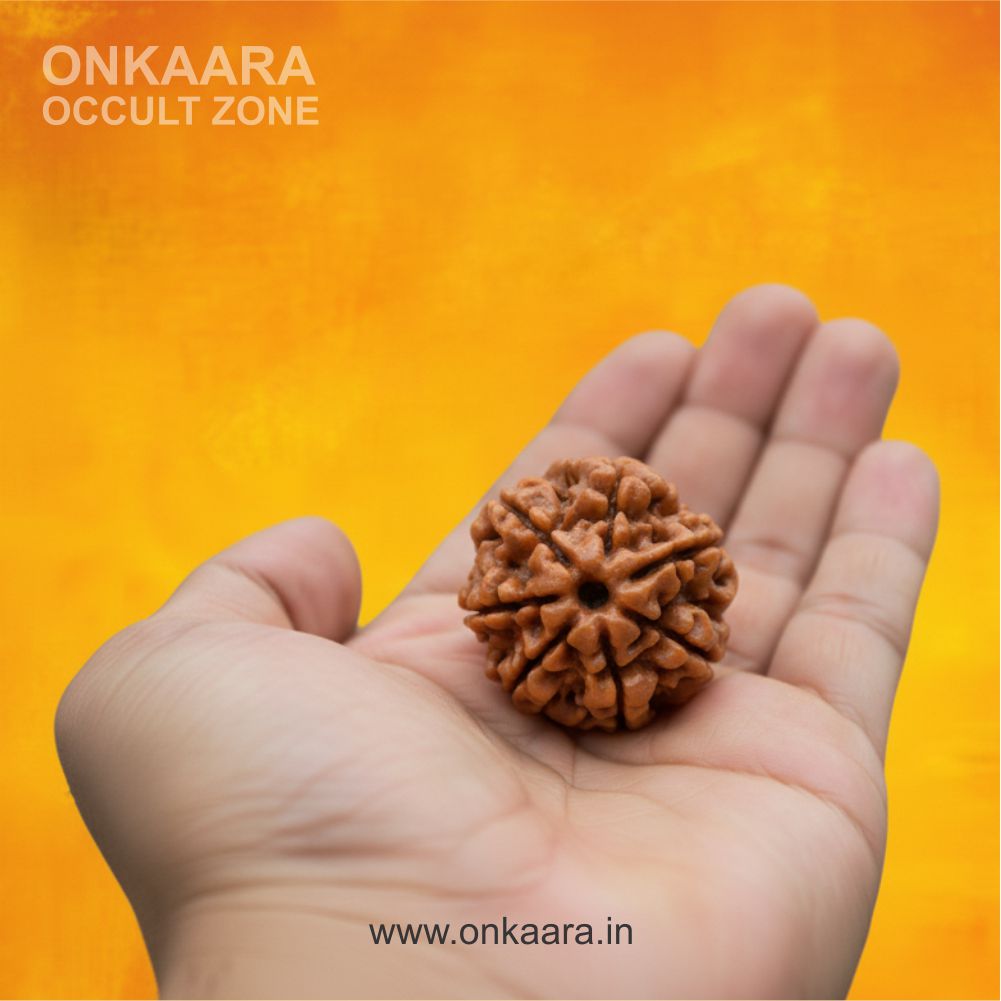 10 Mukhi Rudraksha - Image 3