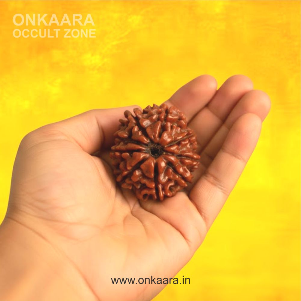9 Mukhi Rudraksha - Image 2